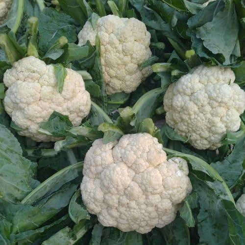 semi di cavolfiore - decorazione del giardino esterno da appartamento, tappezzanti, resistenti 50pcs