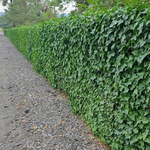 Großblättriger Irischer Efeu Hedera hibernica – Kletterpflanze & Bodendecker – Ø9cm – 10-25cm – 6 Pflanzen – pflegeleicht & robust