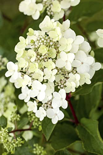 Hydrangea paniculata 'Vanille-Fraise' -R- 100-125 cm - Rispenhortensie, cremeweiße bis rosarote Blüten, Blütezeit Juli-September, ideal für Rabatten, winterhart