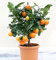 15 Árbol frutal semi enano Arancia di Valencia