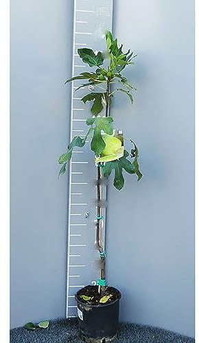 SAVINI VIVAI Figuier Fillacciano Fiorone Bianco Plantes fruitières Arbre en pot 22-24 cm 2-3 ans Hauteur 130-150 cm Fabriqué en Italie