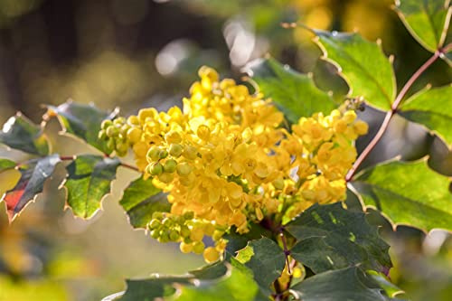Gewöhnliche Mahonie Mahonia aquifolium 30-40 cm immergrün winterhart | Blickdicht, schnittvertraeglich, gelbe Bluete, blaue Beeren, sonnig bis halbschattig, ideal fuer Hecken und Beete