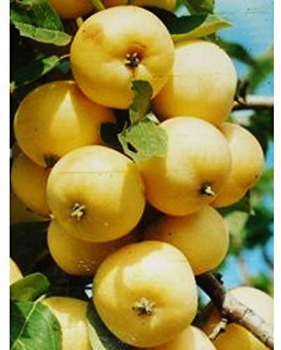 Miniapfel Gold Kitaika, Apfelbaum Uralskoe nalivnoe, Китайка Золотая