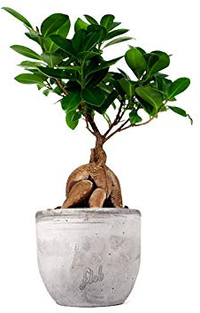 Ficus Ginseng Mini Altezza 36 cm, Pianta Vera, Pianta da Interno, con Vaso artigianale di Terracotta - Cemento