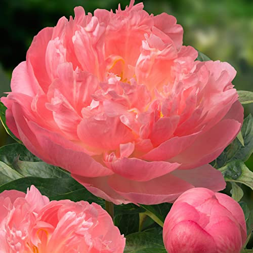 Piante Vere da Esterno - 1 Peonia Pianta Vera Coral Passion - Perenni - Piante e Fiori Esclusivi dall'Olanda - per giardino, vasi e balcone (non semi, non bulbi, non artificiali)