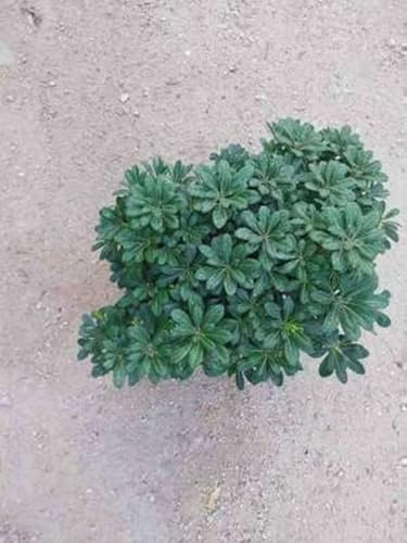 Pittosporum tob. 'Nanum' - Pittospore Tobira Nain, Pittosporum Tobira Nain 40-50 cm en pot