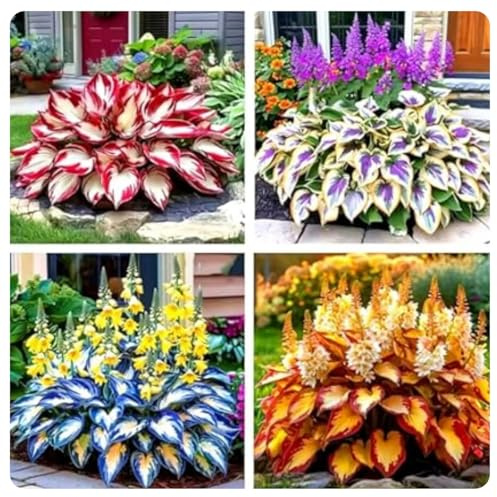 Hosta,Perfetto per i bordi-Garden,capolavori in vaso eleganti,hosta in vaso,Sorprendente-pali da giardino premium,eleganti,Rizoma Di Hosta.-4lampadine-C