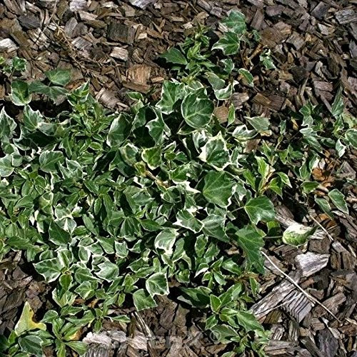 10x Efeu Little Diamond 10-15cm - Hedera helix