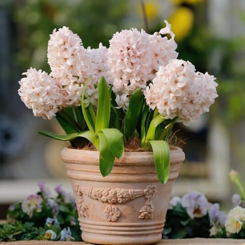 5zwiebeln hyazinthen, blumenzwiebeln frühblüher, gartenblumen herbstpflanzen winterhart blühend winterharte kübelpflanzen