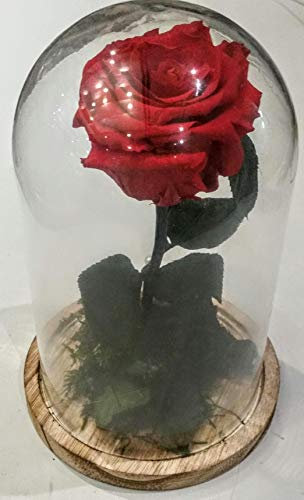 Factoría flor - Campana con rosa naturale preservata, personalizzabile con frase