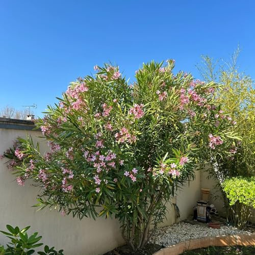 semillas de adelfa resistentes - perennes, balcón jardín 18pcs