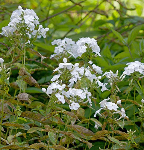 Hohe Flammenblume David - Phlox Paniculata - lebende Gartenpflanze aus den Baumschulen
