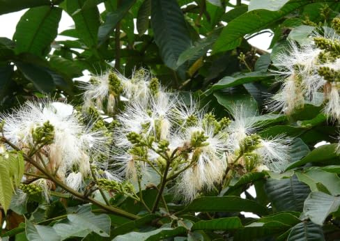 VIVAIO GARDEN FOREST Inga Edulis Albero da Frutto Tropicale