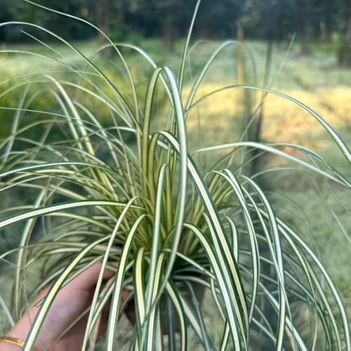 Semillas de Carex oshimensis, verdes productos sostenibles resistentes para el jardín semillas de ornamental jardín Balcón 50pcs