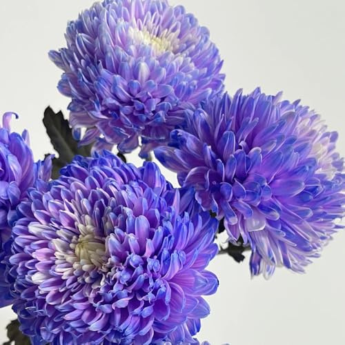 Semi di crisantemo, semi di come per gli ospiti esotiche per luoghi soleggiati semi di rare decorazione da giardino per esterni 450pcs