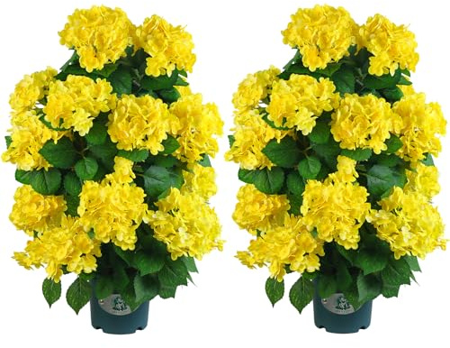 30’’ Artificial Hydrangea Tree with Blue Flowers, Faux Hydrangea Tree in Pot for Indoor & Outdoor Decor, UV Resistant Fake Plant for Home, Porch, or Office Decoration (2, Yellow)