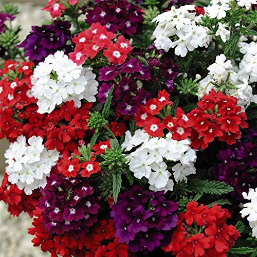 Verbena F1 Quartz Mixed 12 Plugs by Thompson and Morgan