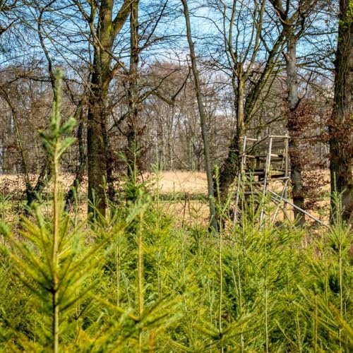 5st. Douglasie 20-40cm Quickpot/Ballen – Pseudotsuga menziesii Jungpflanzen | Forstpflanzen | Pseudotsuga menziesii viridis Douglasien | Nadelgehölze | Forst & Garten
