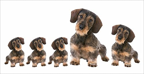AdriLeo - Aufkleber 5er-Set - Dackel Rauhaarteckel - Deko Autoaufkleber Sticker Hund Rauhaardackel