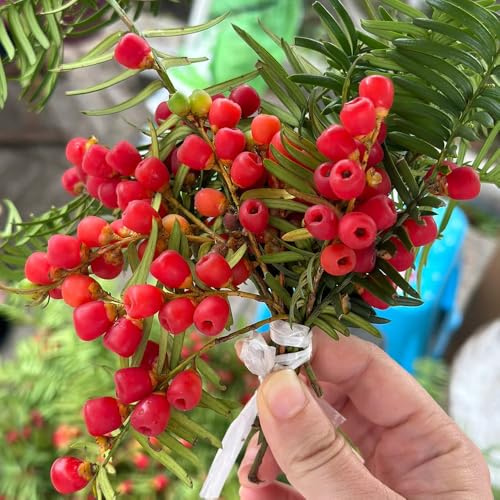 Taxus baccata bonsai samen, bio samen alte sorten, baum pflanzen eibe baum samen - bäume kaufen, zimmerbonsai bonsai pflanzen balkon, deko wohnzimmer zimmerpflanzen echt samen bonsai 20pcs