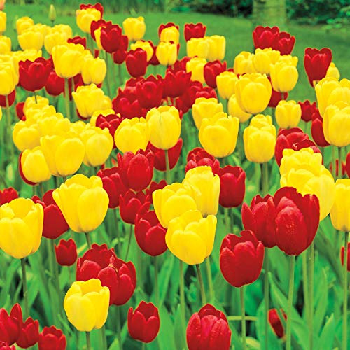 Direct Gardening Apeldoorn Darwin Hybrid Mixture Tulip Dormant Spring Flowering Bulbs (20-Pack)