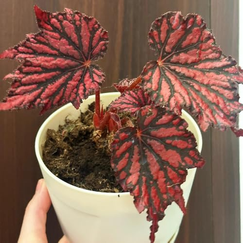 begonia balcone insoliti begonie rampicanti, giardino roccioso Decorazioni giardino per esterni, balcone semi di per 500semi