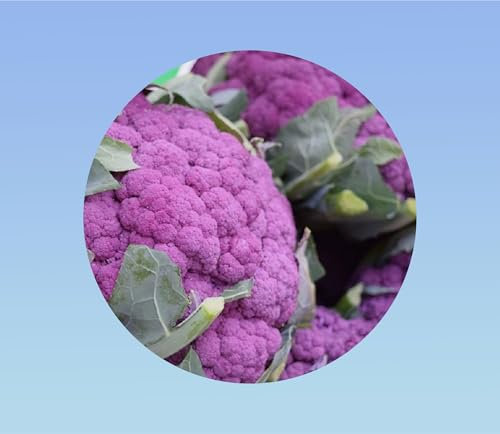 20 graines de chou fleur violet de sicile - RARE - goût sucré et savoureux