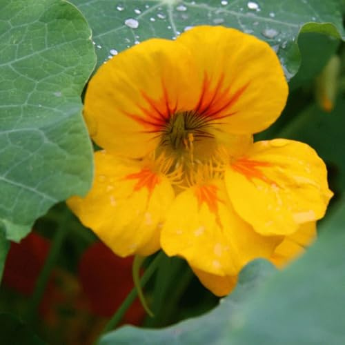 semillas de capuchina trepadora de primavera, silvestres capuchina orgánicas para parterres, decoración de balcones, 90pcs