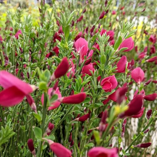 ginster hochbeet, blühende ginster schnittblumen, kletterpflanzen winterhart zierblumen blumendeko topfpflanzen 150samen