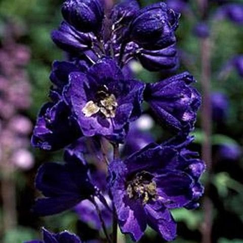 50 Halb-Rittersporn Schwarzer Ritter Fiori (Delphinium Cultorum)