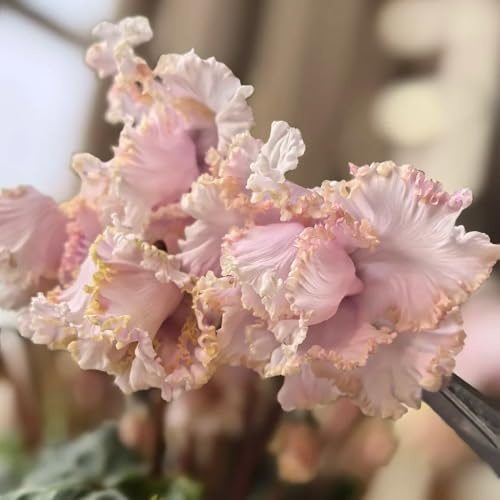 ciclamino - semi di selvatici da ombra semi di ciclamino Decorazioni per giardini esterni, da recisi tappezzanti, 600semi