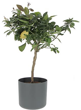 KENTIS - Citronträd - Citrus Limon växt - riktiga utomhusväxter - fruktträd i krukor - H 70–80 cm Ø 20 cm