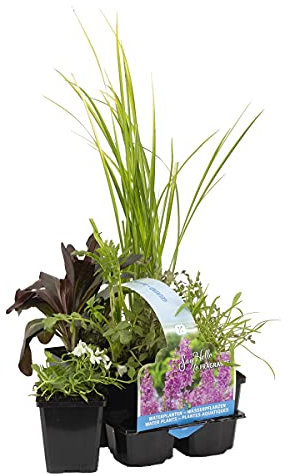Bloomique - Set de 6 - Plantas de estanque aromáticas - Acorus - Geranium - Houttuynia - Mentha - Preslia - Zantedeschia - Zona de estanque 1-2 - Altura 15-25 cm - Maceta 9 cm