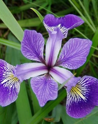 Lincolnshire Pond Plants Ltd - Marginal Aquatic Pond Plant - (Iris Versicolor) - Plug