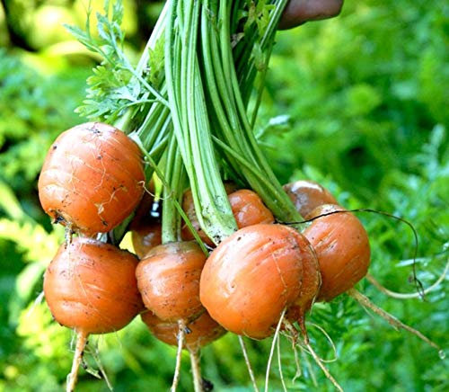 300 Pariser Karottensamen - Kulturgartenterrasse Topf - reproduzierbare Bauernsamen - Aussaat