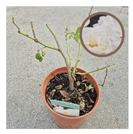 Rosal Paisajistico Iceberg | Planta De Rosal Para Jardín Y Exterior | Floración Abundante Y Decorativa | Ideal Para Jardines, Parterres Y Macetas