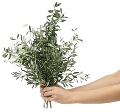 Ramo de Olivo Natural con Aire Orgánico y Vegetal | DECOALIVE