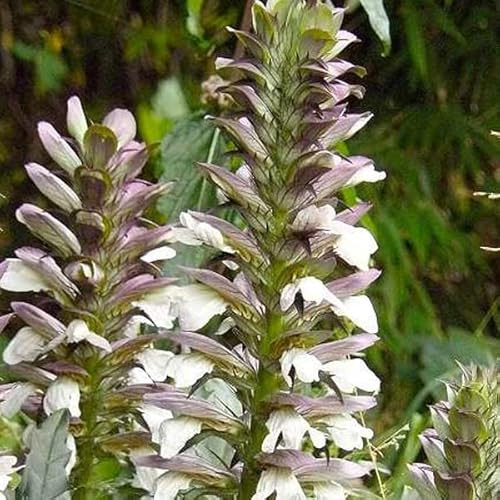 12 unità Acanthus Hungaricus 'White Lips' - Acanto Ungherese Vaso 9x9cm ±1 m² - Fioritura Elegante, Ideale per Bordure e Giardini Ombrosi