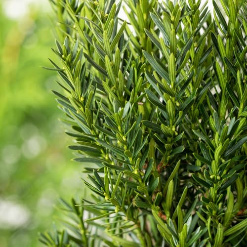 Garten-Schlüter® Eibe ‘Groenland’ – Liefergröße 12–18 cm – Topfgröße 0,5 Liter – Taxus baccata – formstark & schnittverträglich – dichter Nadelcharakter