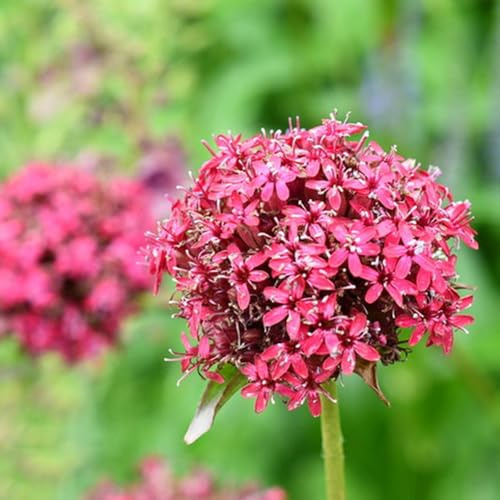 Semi di valeriana, semi di medicinali Valeriana officinalis, per giardino di prodotti sostenibili esotiche da balcone resistenti 250pcs