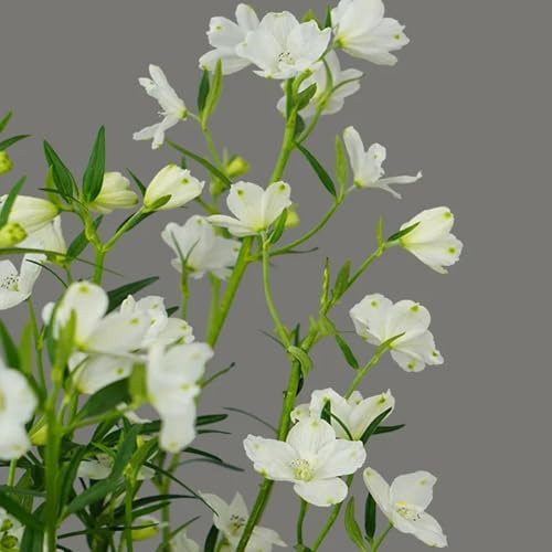 Rittersporn - Consolida ajacis - bio alte sorten wohnzimmer deko 40Samen