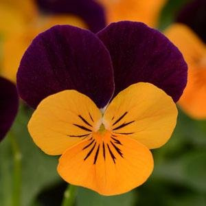 Stiefmütterchen oder Viola cornuta Samen Indoor-Blumensamen in Bonsai (orange und weinrot) Blütenblatt Stiefmütterchen Samen Für Haus garden60 pezzi/borsa / A07