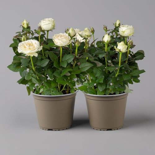 Rose 'Infinity', weiß, Topf-Ø 14 cm, 2 Pflanzen