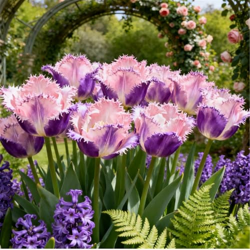 CUIKWA Gefüllte Tulpen/Balkon- und Kleingartendeko/Tulpen/Winterharte Sorten-6 PCS-C