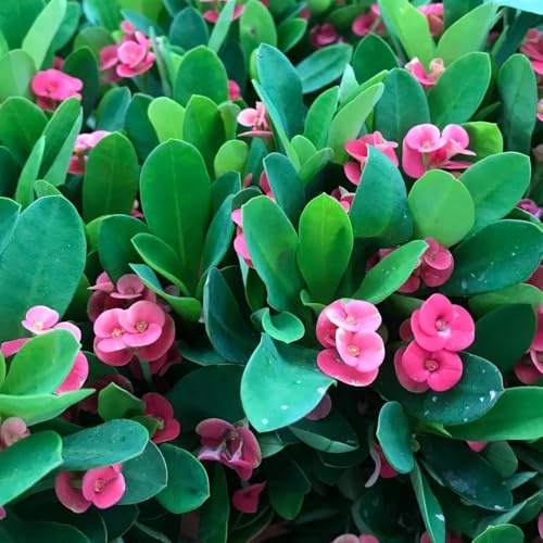 christusdornsamen, winterhart mehrjährig steingarten 50pcs