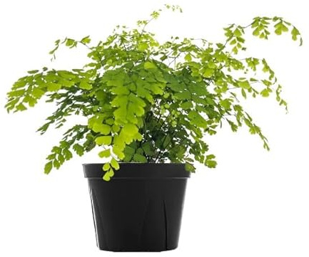 Planta de Adiantum Natural: una Fuente de Aire Fresco y Naturaleza para tu Hogar