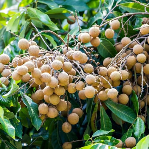longan - schnell wachsende sträucher balkonpflanzen säulenobst zimmerpflanzen für sonnige plätze winterharte garten kübelpflanzen nachhaltige geschenke topfpflanzen draußen 25samen