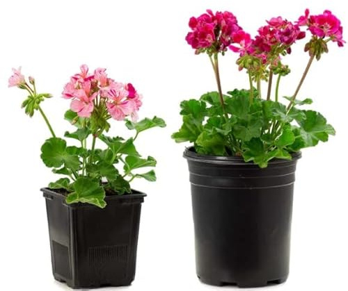 Geranios Naturales Set de 2 Plantas de Geranio Geranium Mix Color