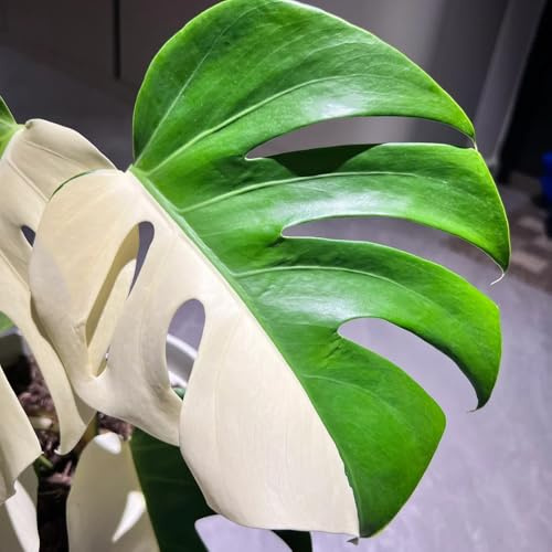 semillas de monstera - jardín resistentes 85pcs