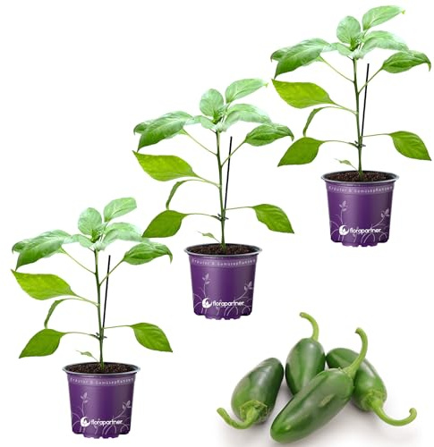 Jalapeno Chili Samira Shiny Chili Pflanze 3er Set